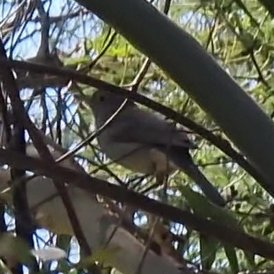 Grey Shrikethrush From Berwick VIC 3806 Australia On October 19 2023