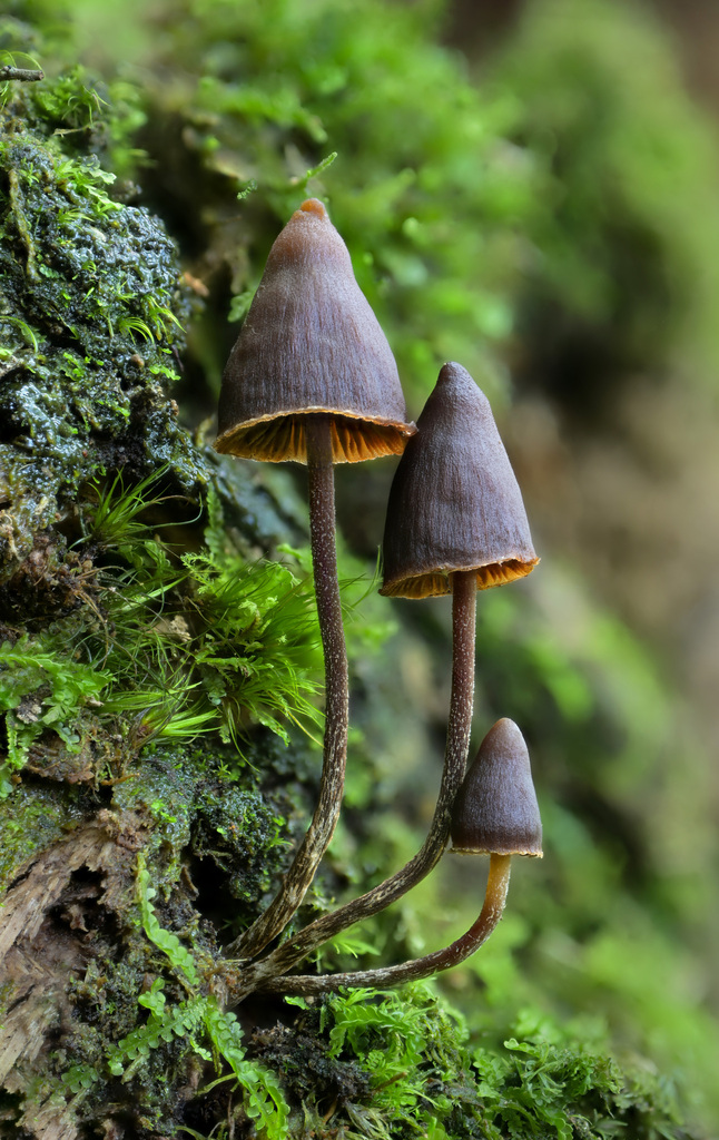 Psilocybe Heimii Mexico Fungi Inaturalist Mexico