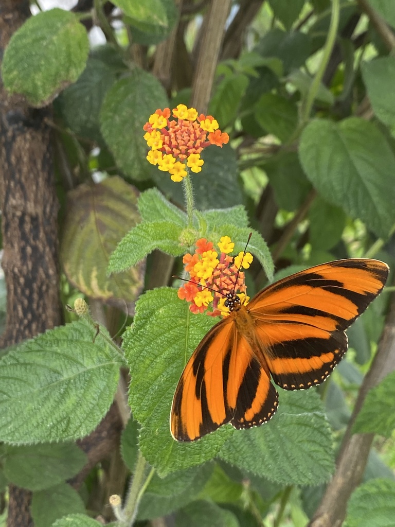 Banded Orange Heliconian From Avenida C Rdoba Ver Mx On December