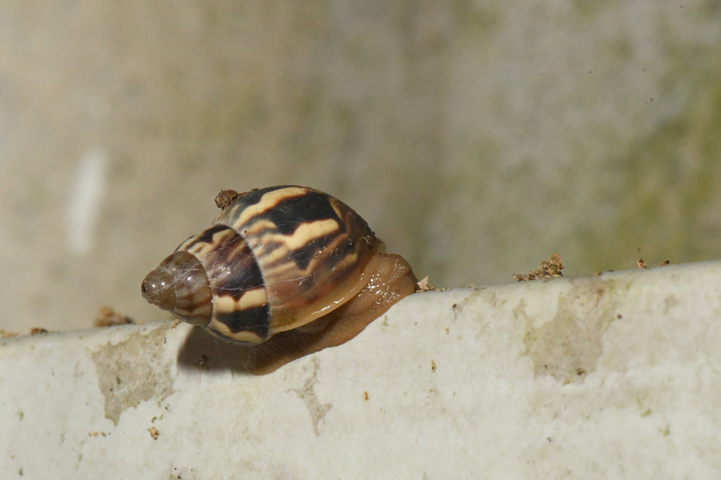 Orthalicus from La Chorrera District Panamá Oeste Province Panama on