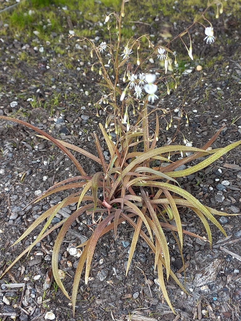 Star Lily From Christchurch Central City Christchurch New Zealand On