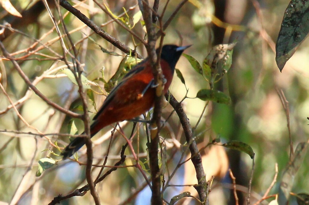 Orchard Oriole From Bosque Los Colomos C El Chaco 3200 Providencia