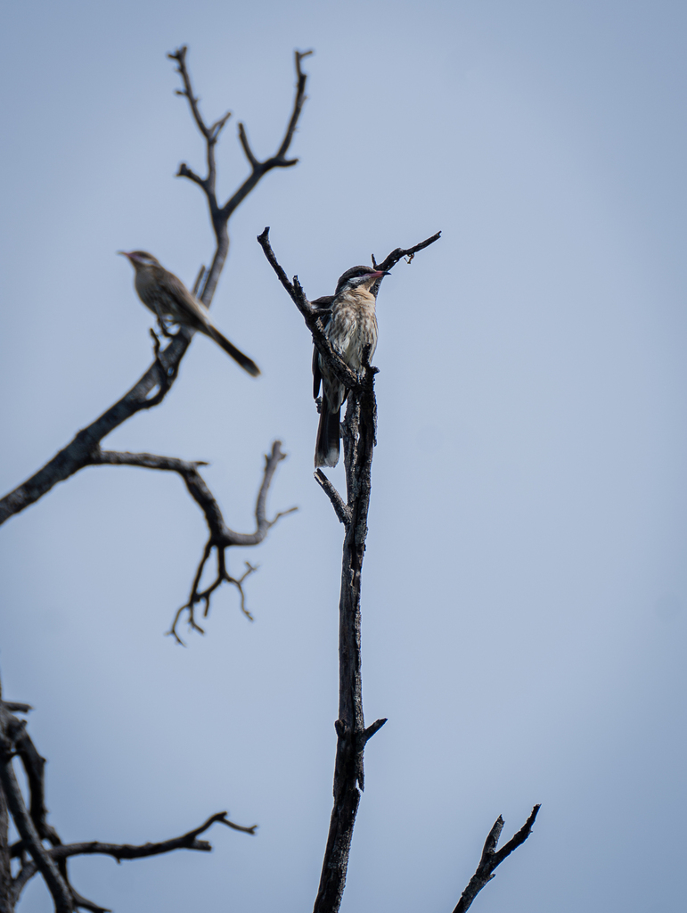 Spiny Cheeked Honeyeater From Jondaryan QLD 4403 Australia On December