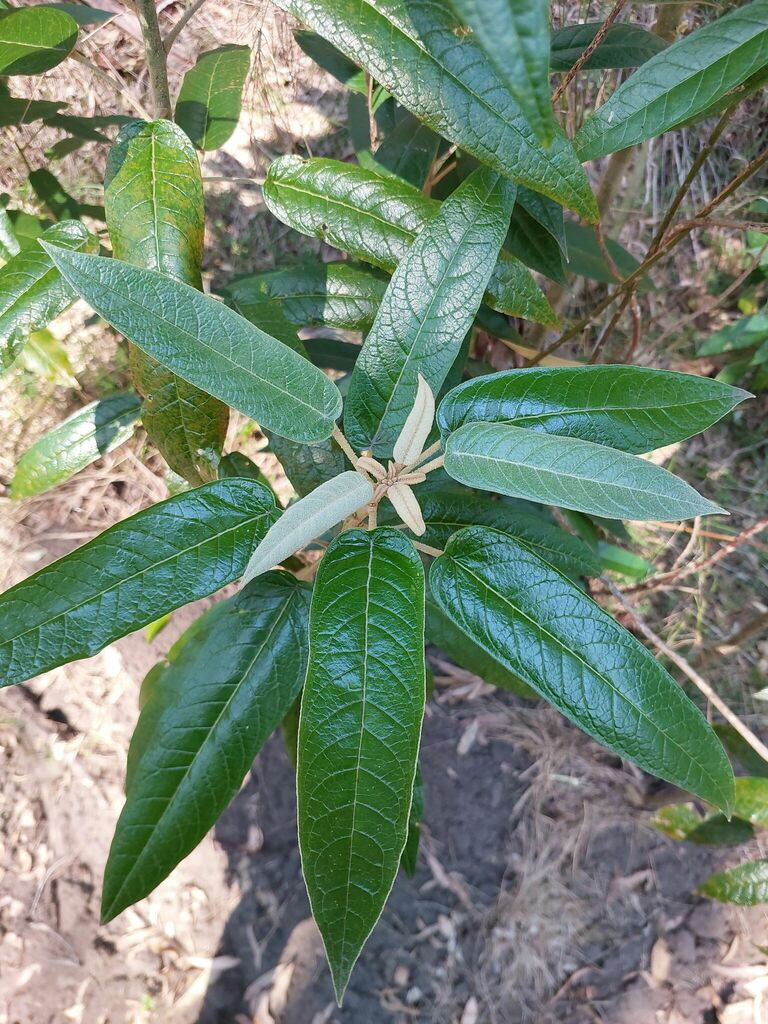 Broad Leaf Star Hair From Glen Davis NSW 2846 Australia On December 11