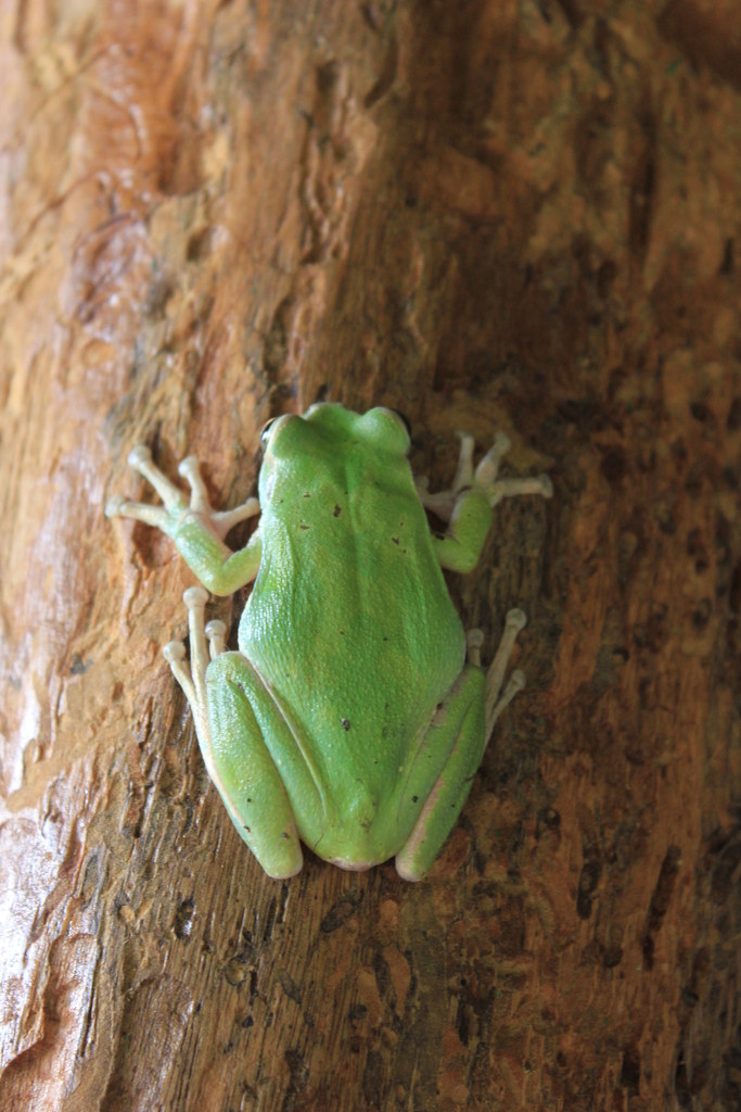 Masked Tree Frog From Provincia De Guanacaste Nandayure Costa Rica On