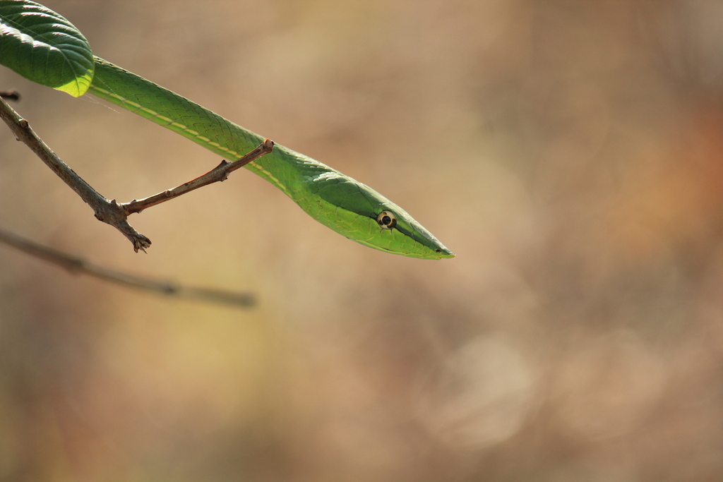 Green Vine Snake From Provincia De Guanacaste Nandayure Costa Rica On