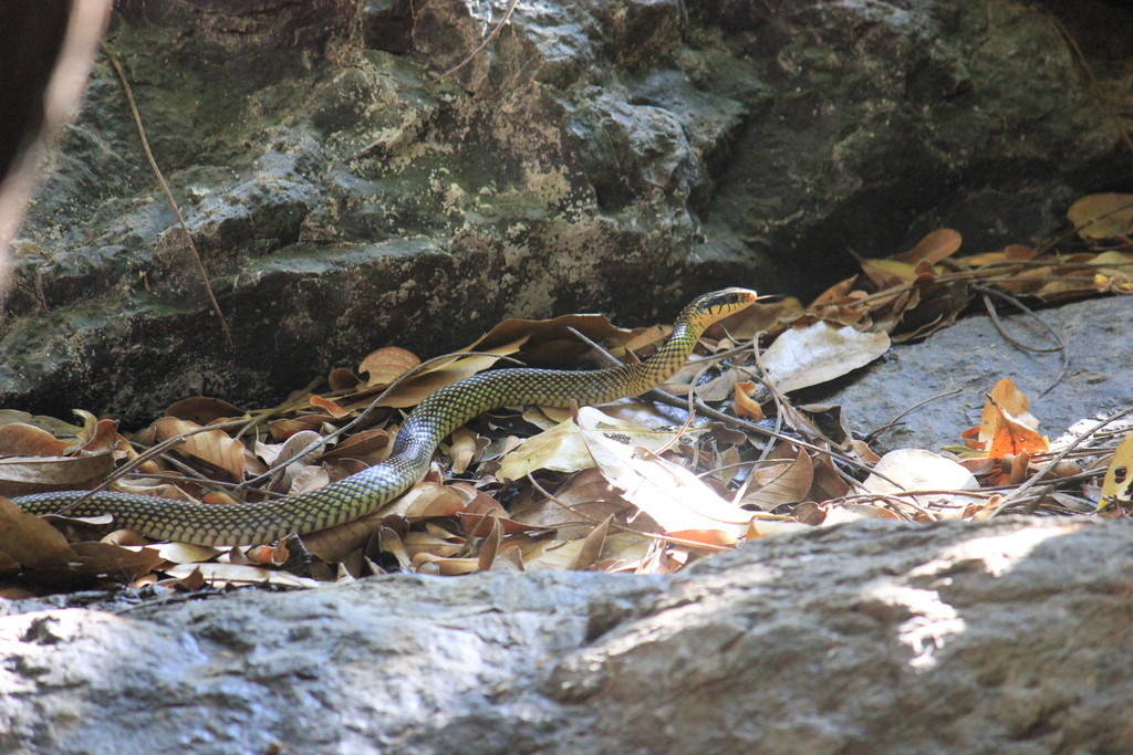 Speckled Racer From Provincia De Guanacaste Nandayure Costa Rica On