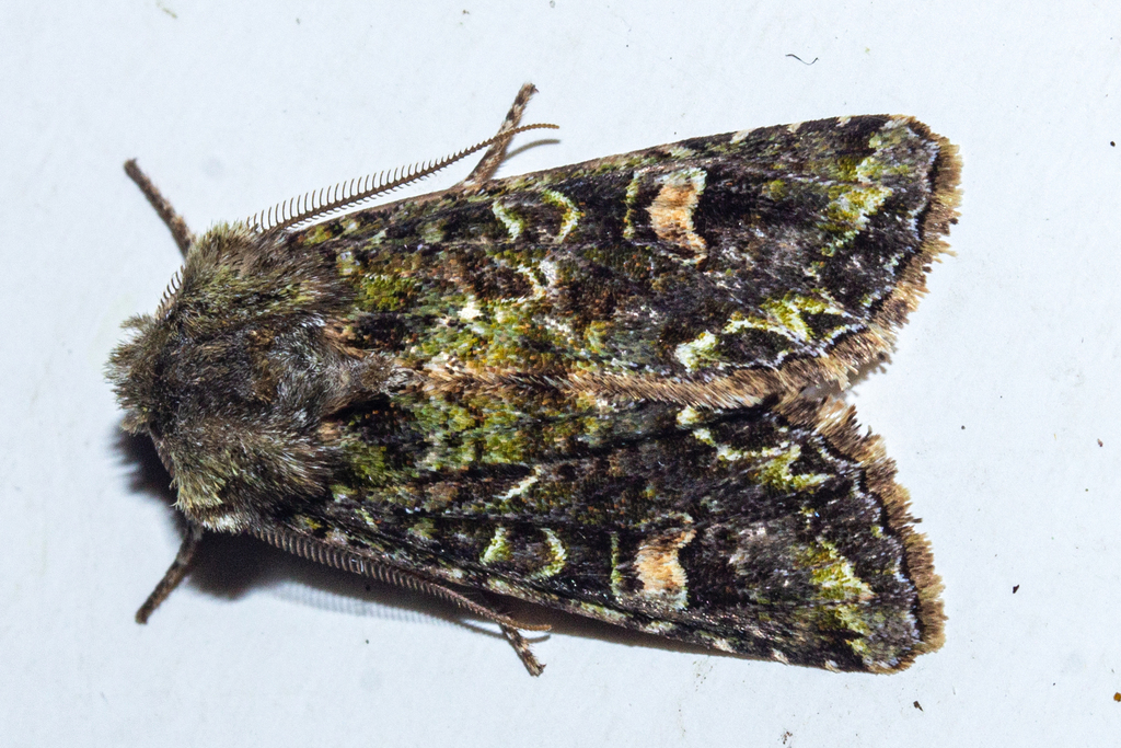 Ichneutica Skelloni From Southland District Southland New Zealand On