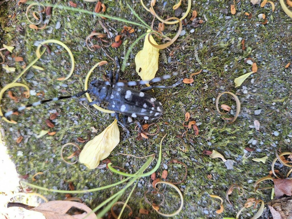 White Spotted Longicorn Beetle From On August At