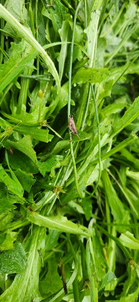 Wingless Grasshopper From Healesville VIC 3777 Australia On December