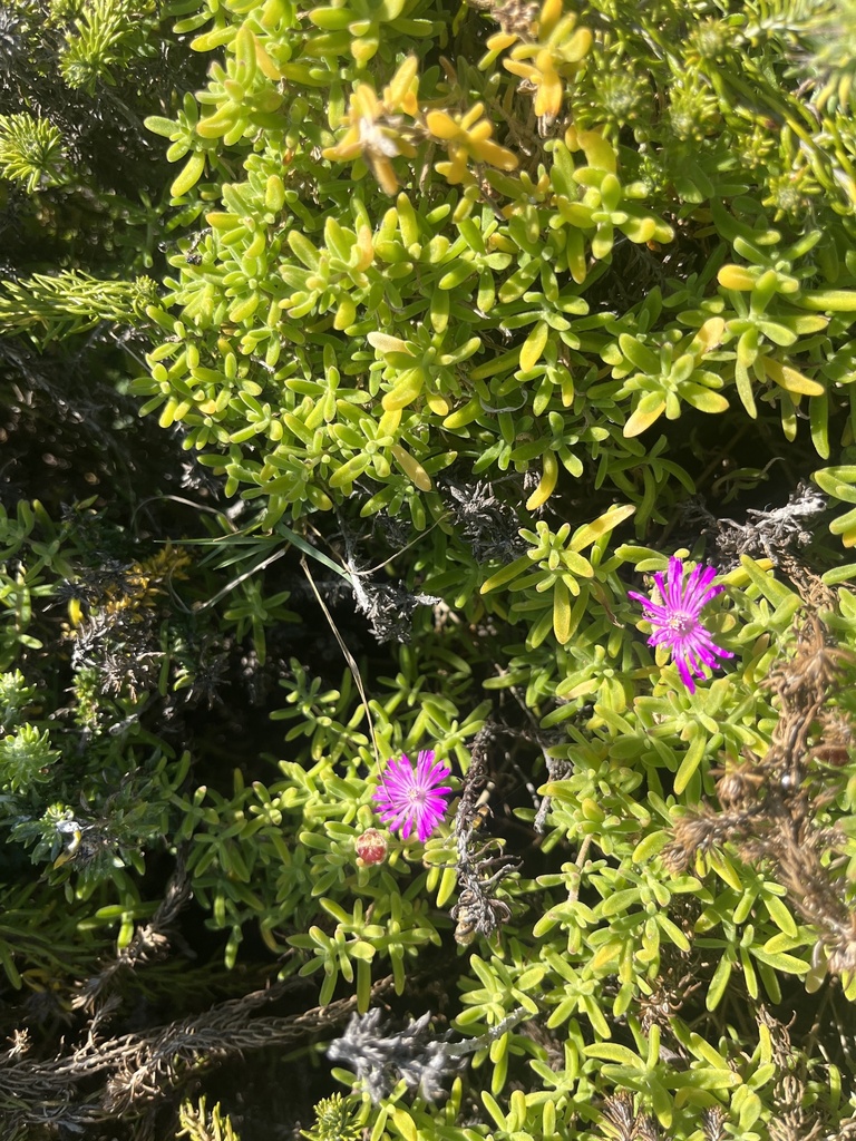 Rodondo Creeper From Schoenmakerskop Gqeberha Ec Za On December