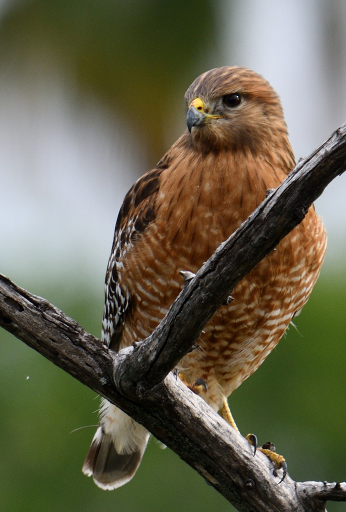 Red shouldered Hawk from Cdad Sabinas Hidalgo N L México on