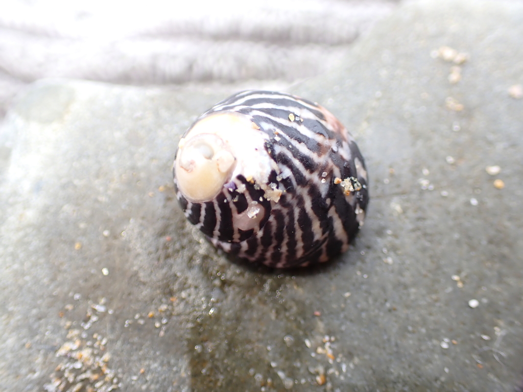 Zebra Top Snail From Bare Bluff New South Wales Australia On December