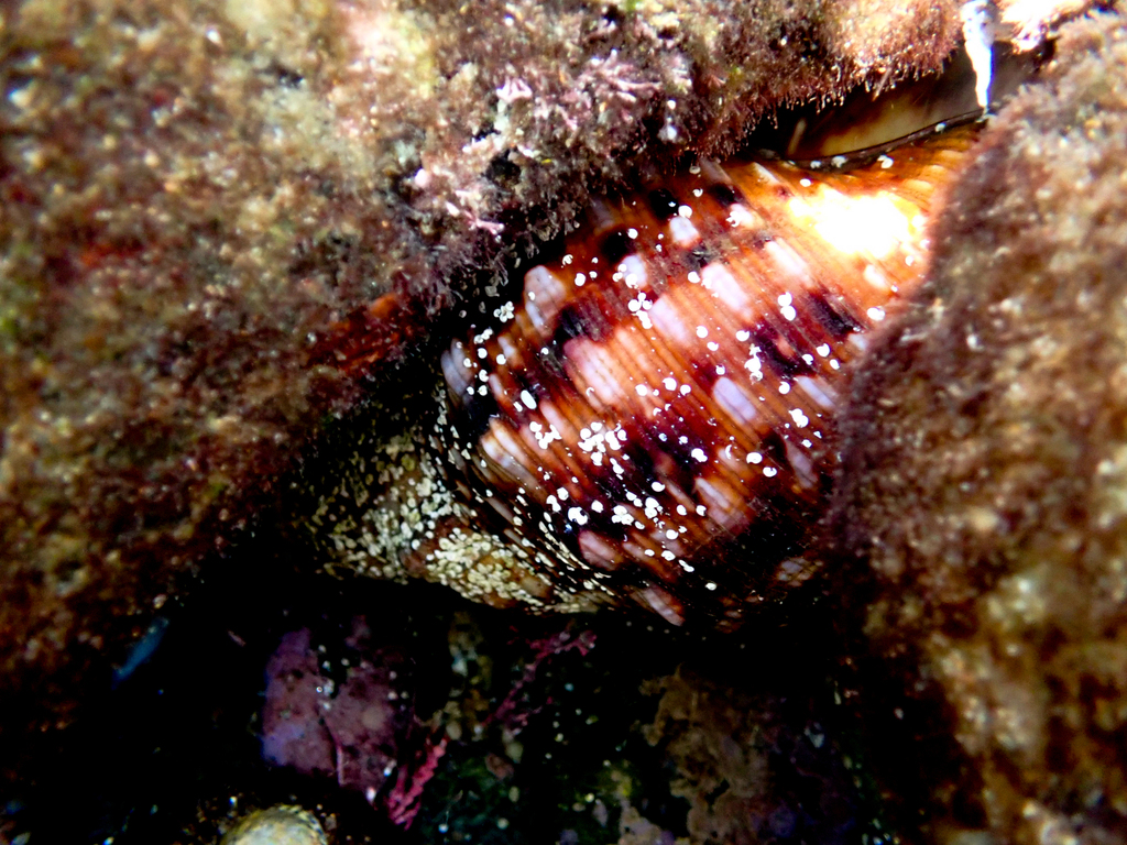 Knobbed Triton Snail From Bateau Bay Beach Nsw Australia On December