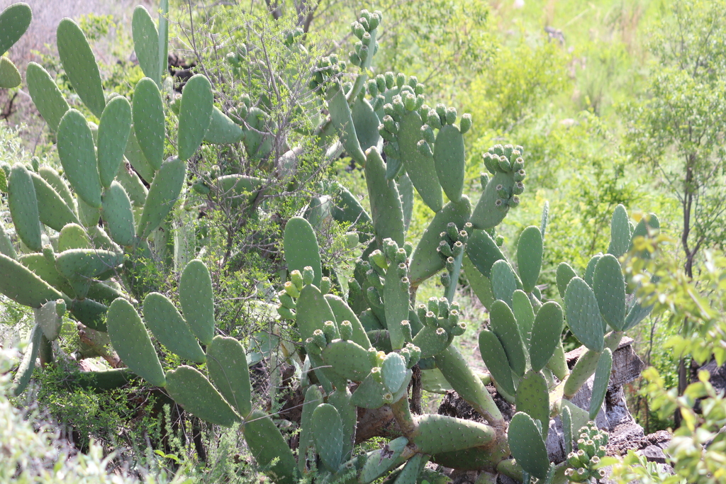 Indian Fig Opuntia From West Rand District Municipality South Africa