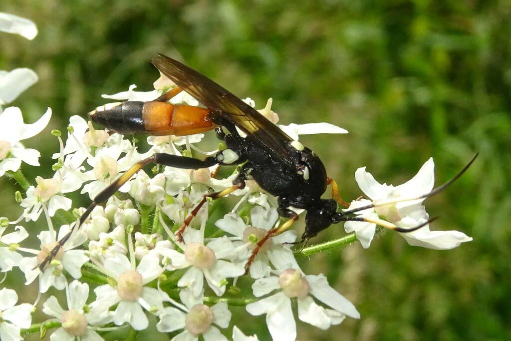 Yellow Tipped Darwin Wasp From Forstenrieder Park Deutschland On July