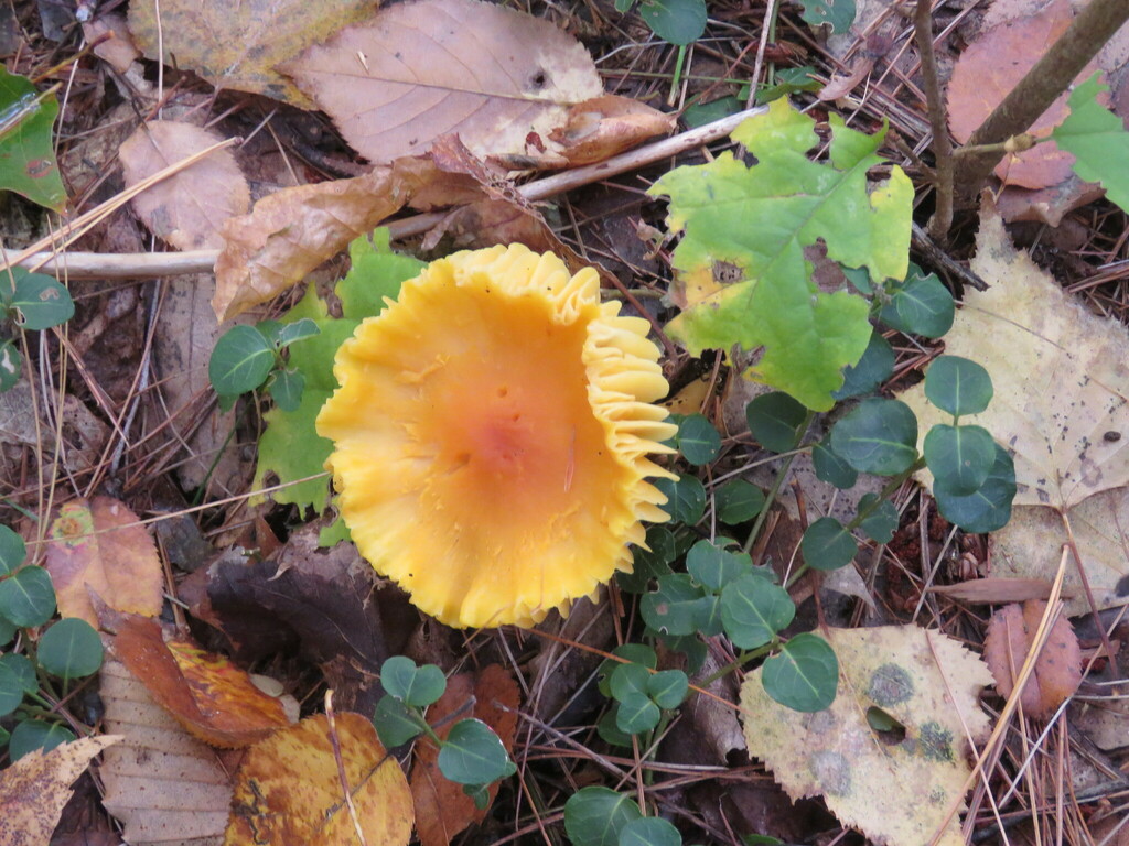 Scarlet Waxy Cap From Chittenden County VT USA On October 8 2022 At