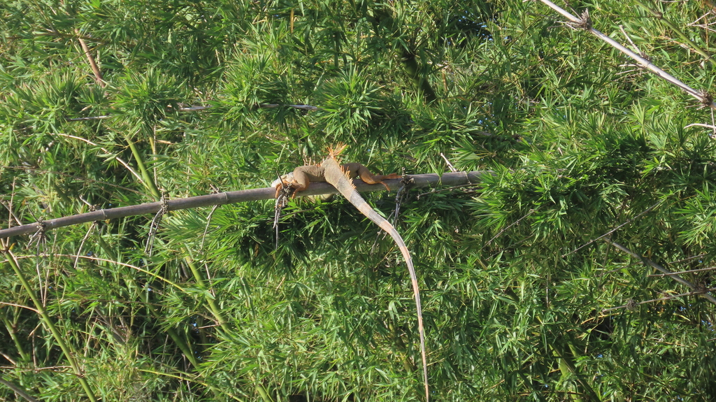 Green Iguana from El Zamorano Francisco Morazán Honduras on December