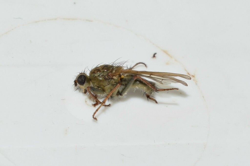 Golden Dung Fly From Pirgi Thermis Greece On December