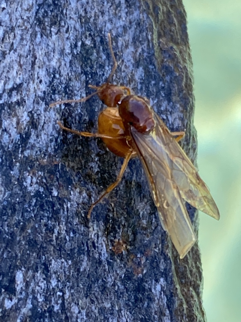 Collared Ants From Burraneer Rd Coomba Park Nsw Au On December