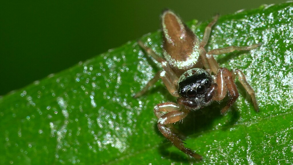 Metallic Blue Jumper From Biodiversity Park Mollem Goa On December 12