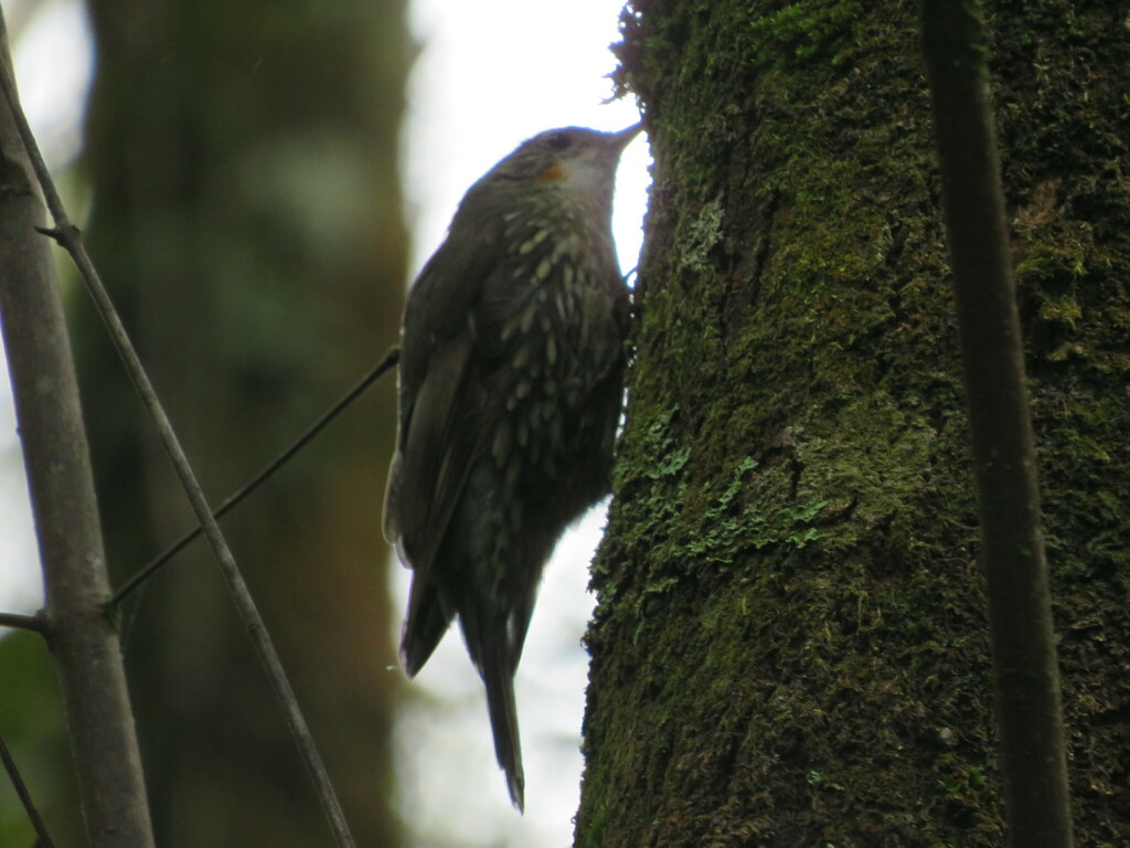 Central Eastern White Throated Treecreeper From Springbrook QLD 4213