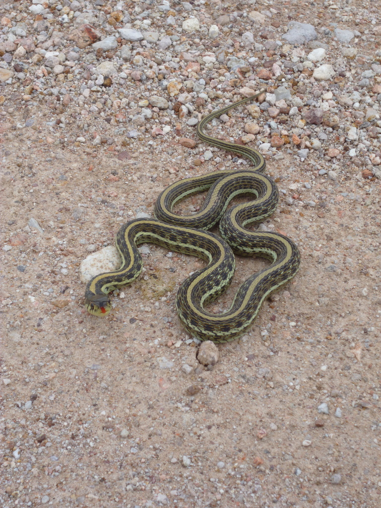 Mexican Garter Snake from Morelos Zac México on March 16 2012 at 07