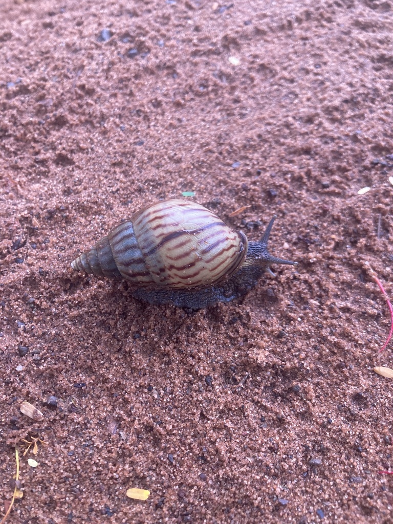 Giant African Land Snails From Kanyanta Road Livingstone Southern Zm