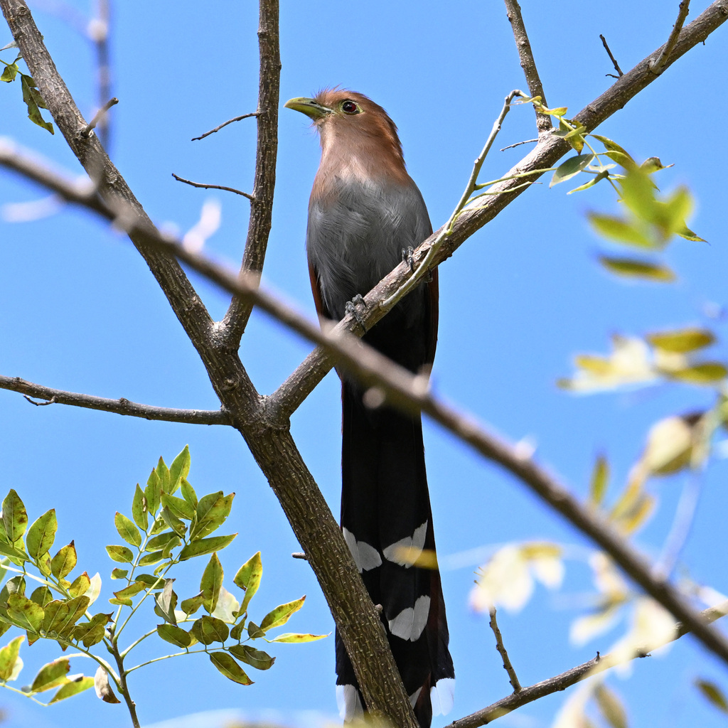 Squirrel Cuckoo From Heredia Province Cant N De Santo Domingo Costa