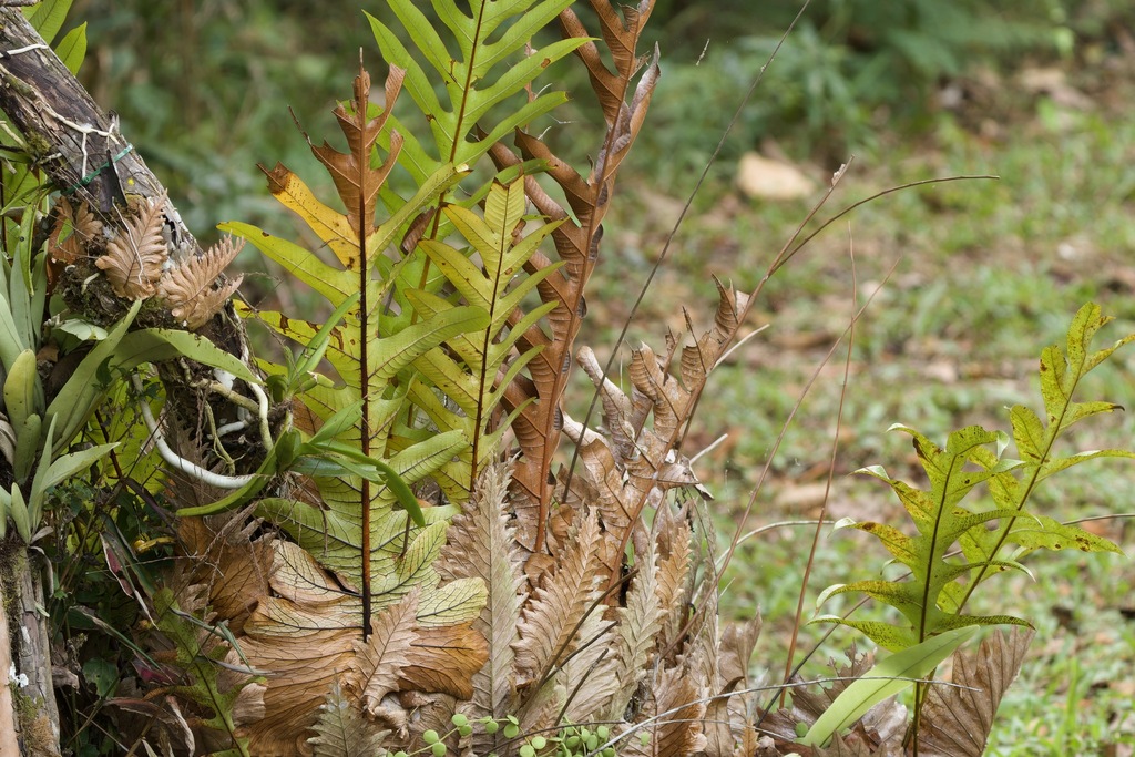 Rock Ginger Fern From Hin Tung Mueang Nakhon Nayok District Nakhon