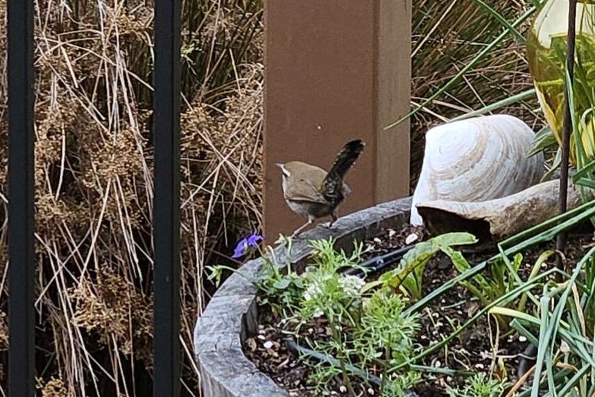 Bewick S Wren From Arroyo Grande CA 93420 USA On December 27 2023 At