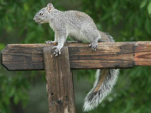 Arizona Gray Squirrel From Santa Rita Lodge 1218 Madera Canyon Rd