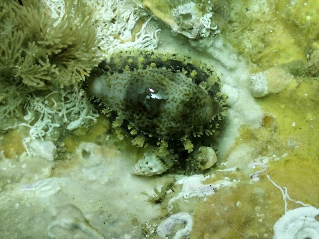 Yellow Toothed Cowrie From North West Solitary Island New South Wales