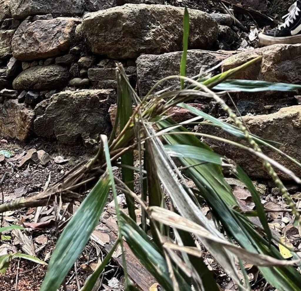 Walking Stick Palm In February By Inaturalist