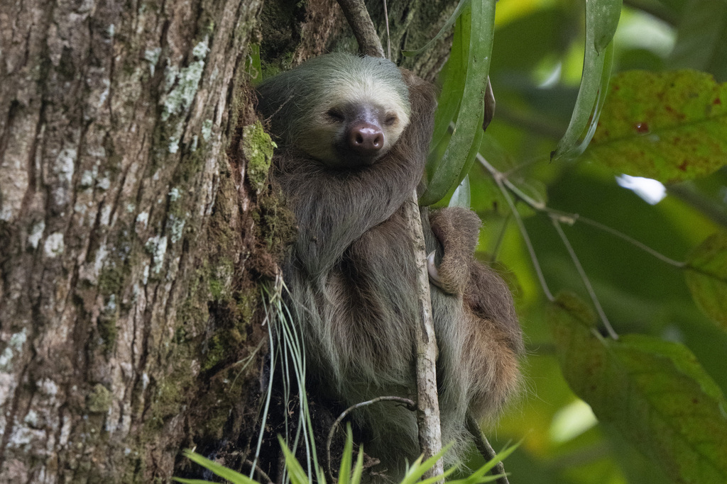 Hoffmann S Two Toed Sloth From Heredia Province Sarapiqui Costa Rica