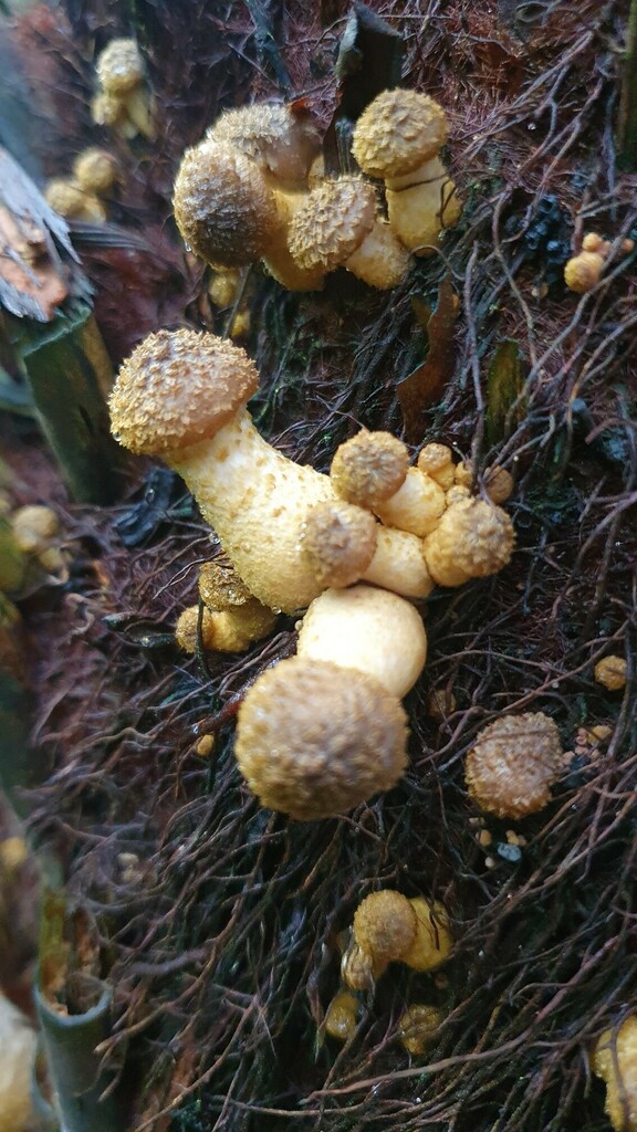 Honey Mushrooms From Poppelsdorf Bonn Hardtberg Deutschland On