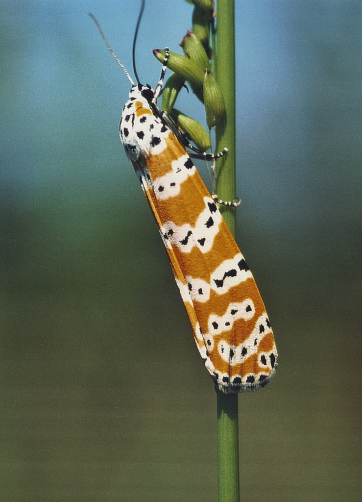 Ornate Bella Moth From Clinch County Ga Usa On September By