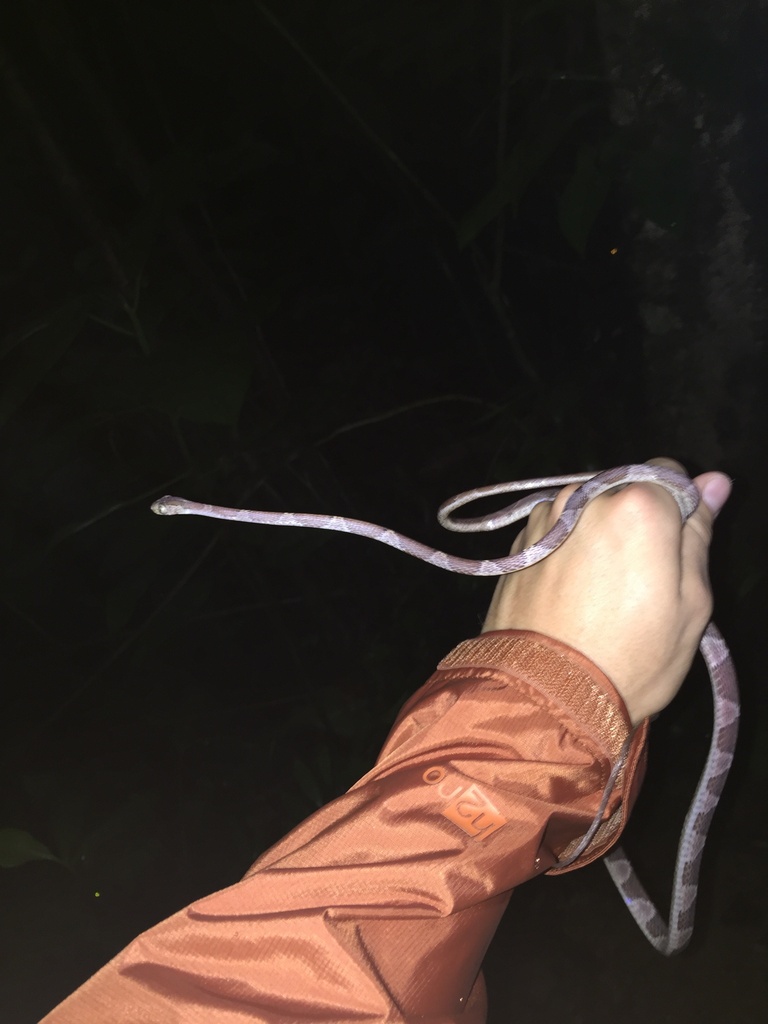 Common Blunt Headed Tree Snake From Golfito Puntarenas CR On August 9