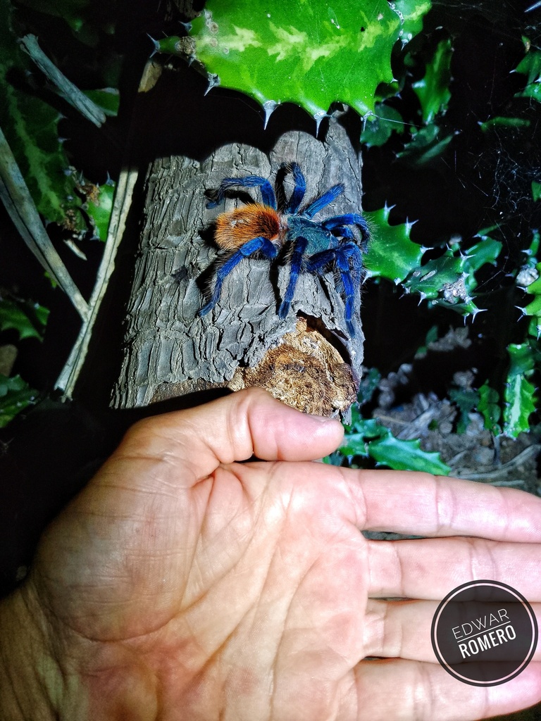 Green Bottle Blue Tarantula From Cerro Saroche Lara Venezuela