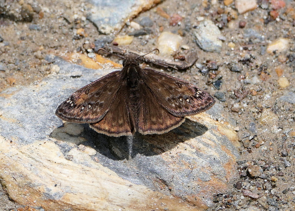 Juvenal S Duskywing From Burke County Nc Usa On April At