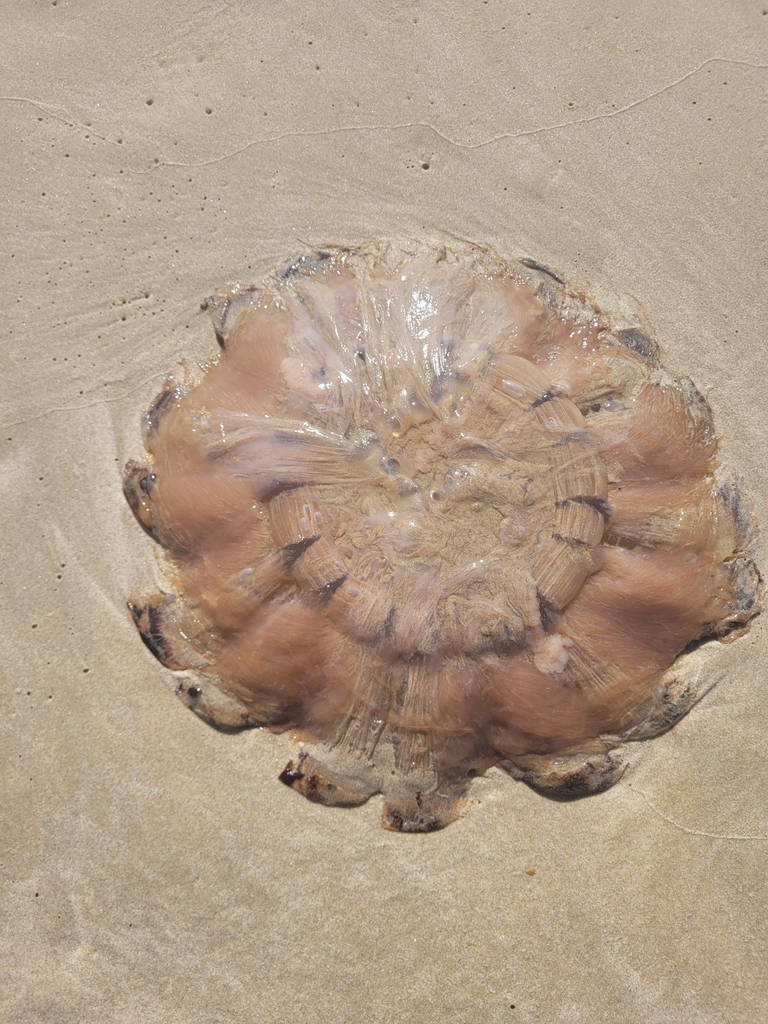 Haeckel S Jelly From Lennox Head Nsw Australia On December