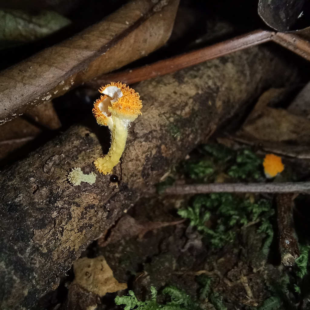 Golden Scruffy Collybia From Blackheath Nsw Australia On December