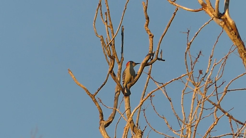 Red Bellied Woodpecker From Cooper Creek Trail Denton Tx Usa On