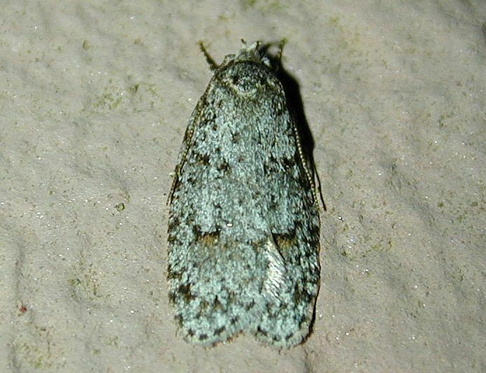 Bog Bibarrambla Moth From Ward Pound Ridge Trailside Westchester