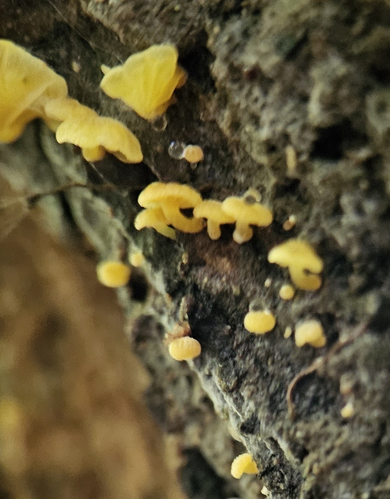 Common Gilled Mushrooms and Allies from Lake Ōkareka Rotorua 3076 New