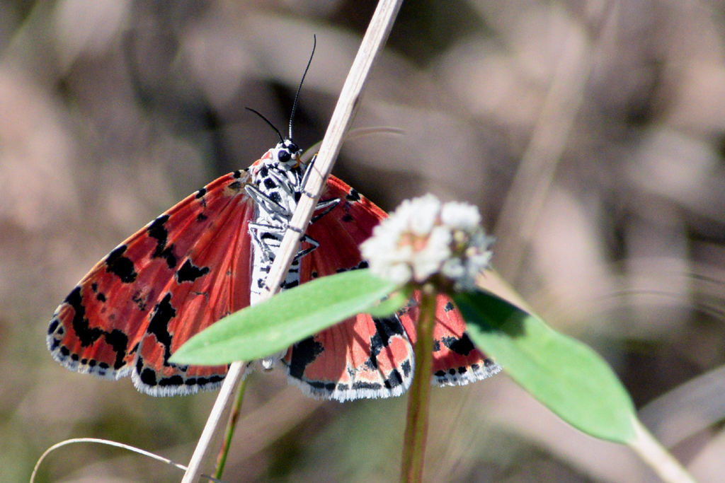 Ornate Bella Moth From Miami Dade County Fl Usa On December