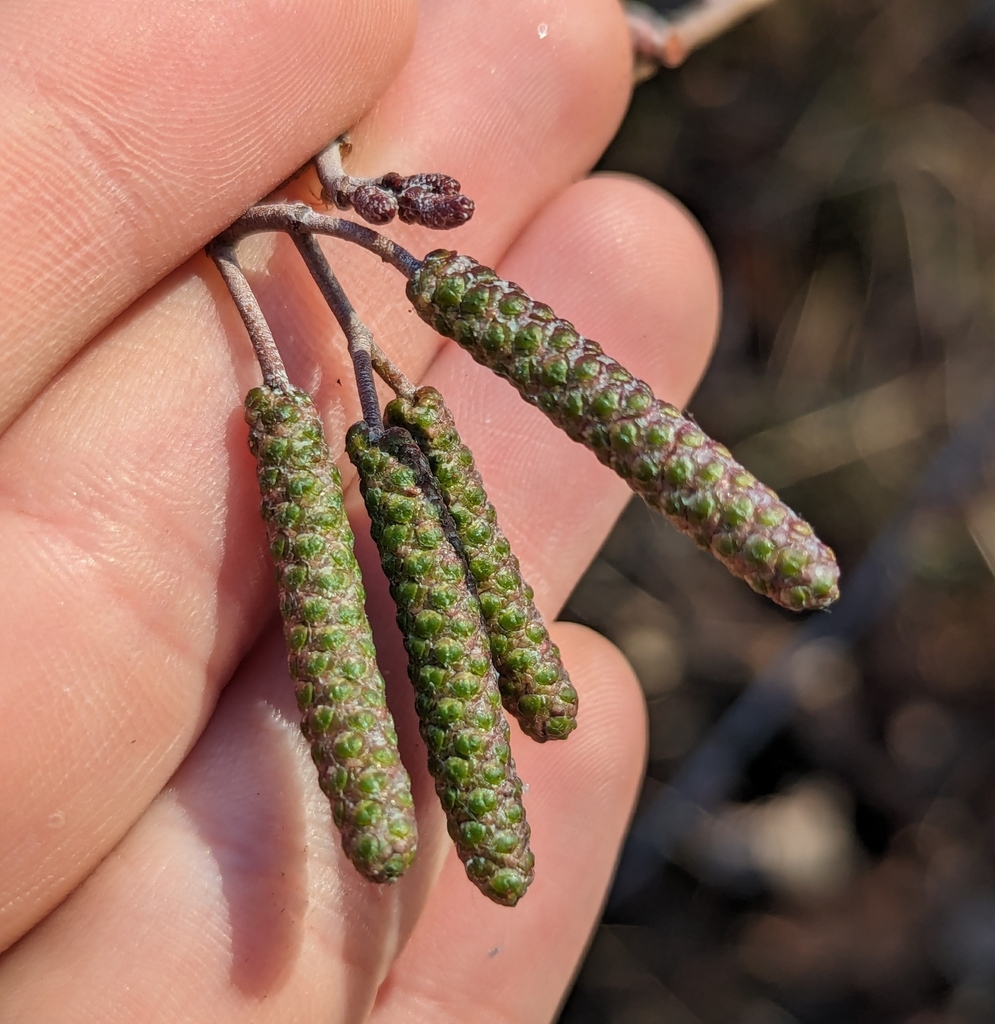 Smooth Alder From Greenville Sc Usa On January At