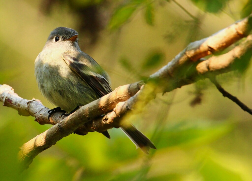 Hammond S Flycatcher From Bosque Los Colomos C El Chaco 3200