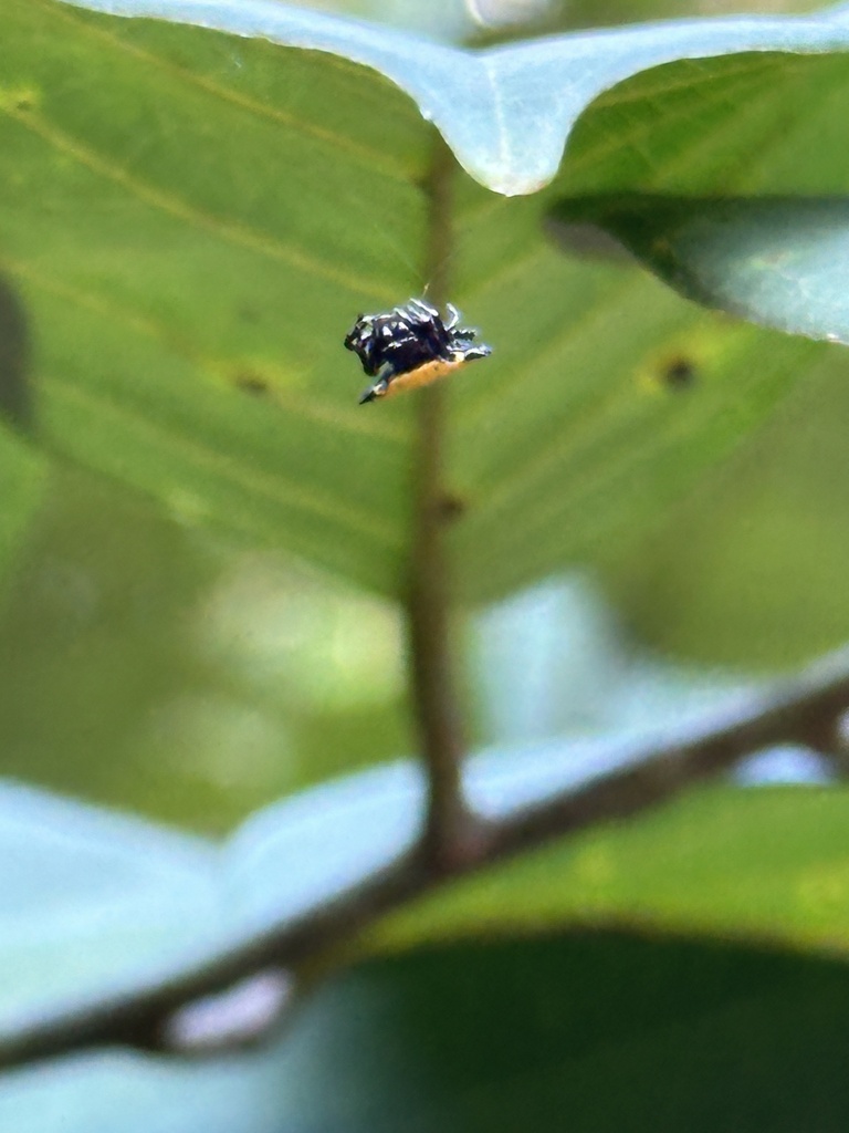 Spinybacked Orbweaver From Dunn S River Falls Park Saint Ann