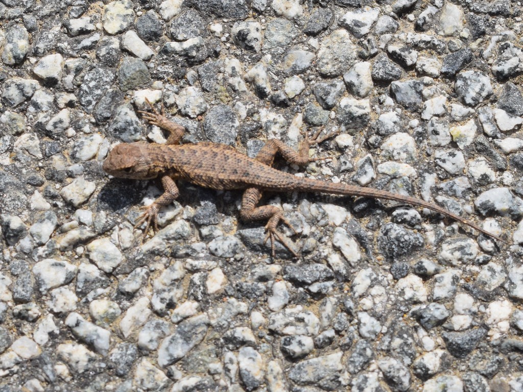 Coast Range Fence Lizard From Lexington Reservoir County Park Ca Usa